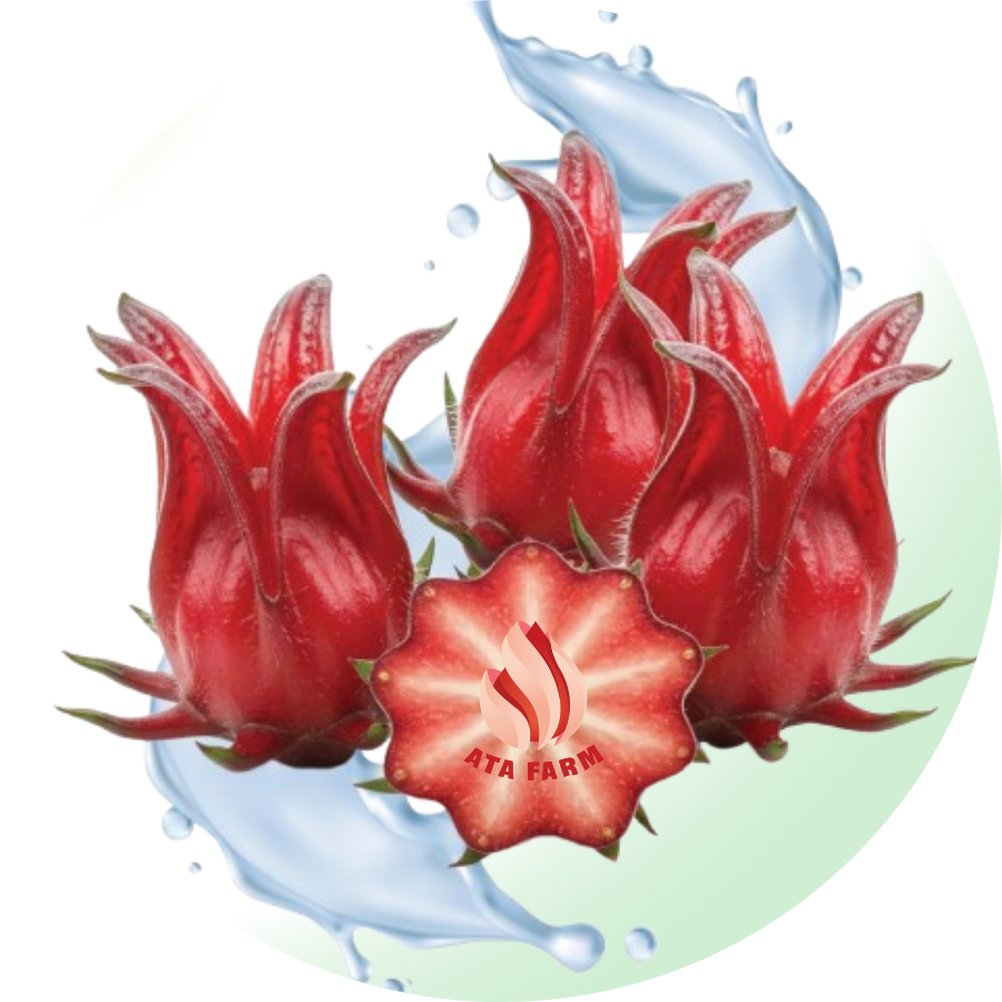 Xí muội Atiso đỏ